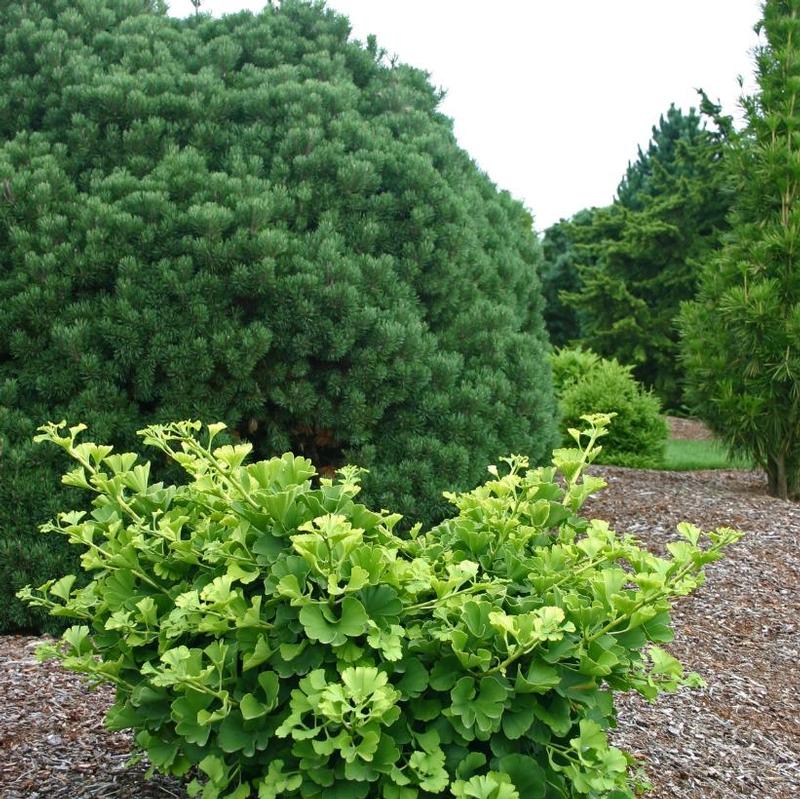 Ginkgo biloba Mariken