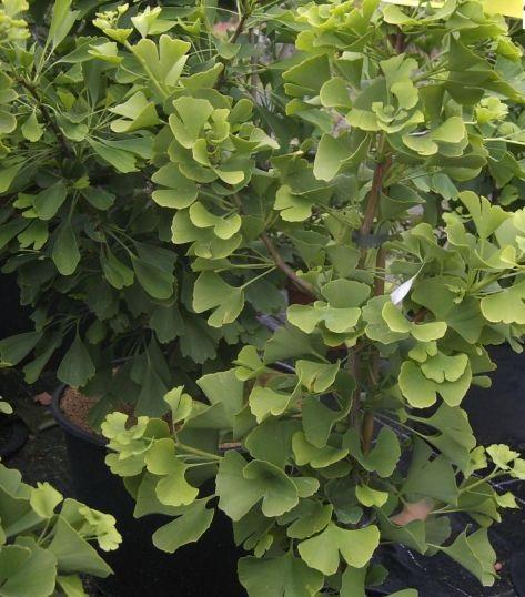 Ginkgo biloba Symphonie® Series Simon