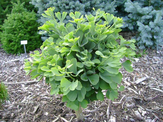 Ginkgo biloba Troll