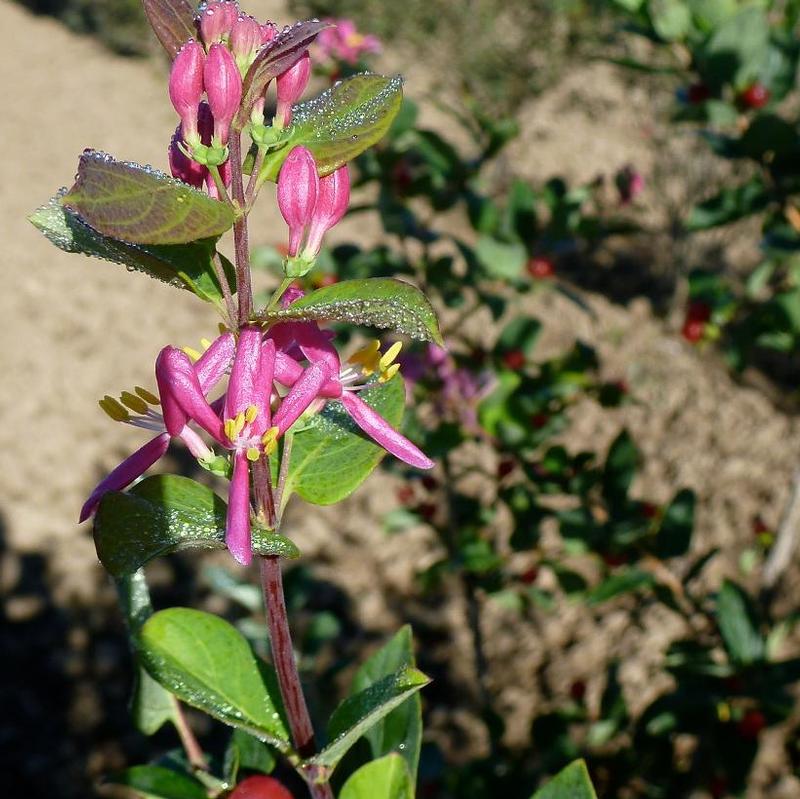 Lonicera tatarica Arnold Red