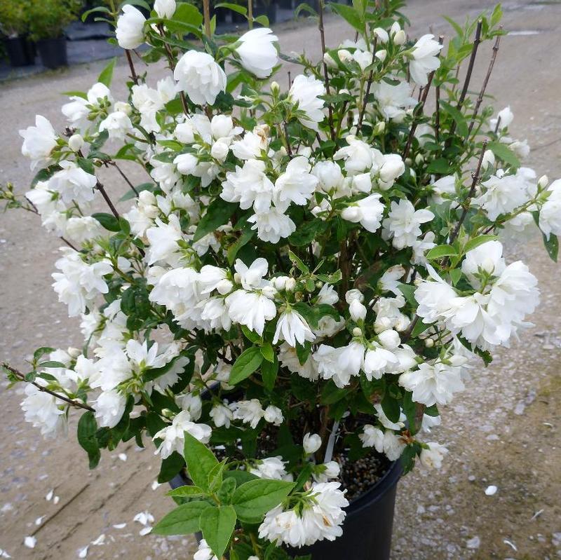 Philadelphus x Snow Dwarf