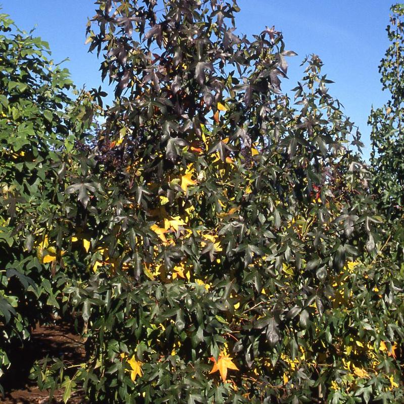 Liquidambar styraciflua Moraine