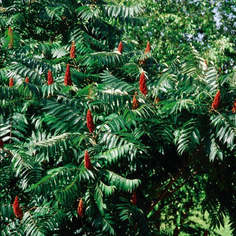 Rhus glabra 