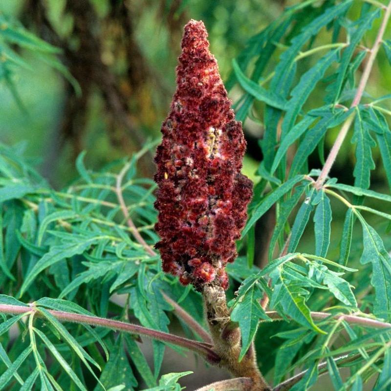 Rhus glabra Laciniata