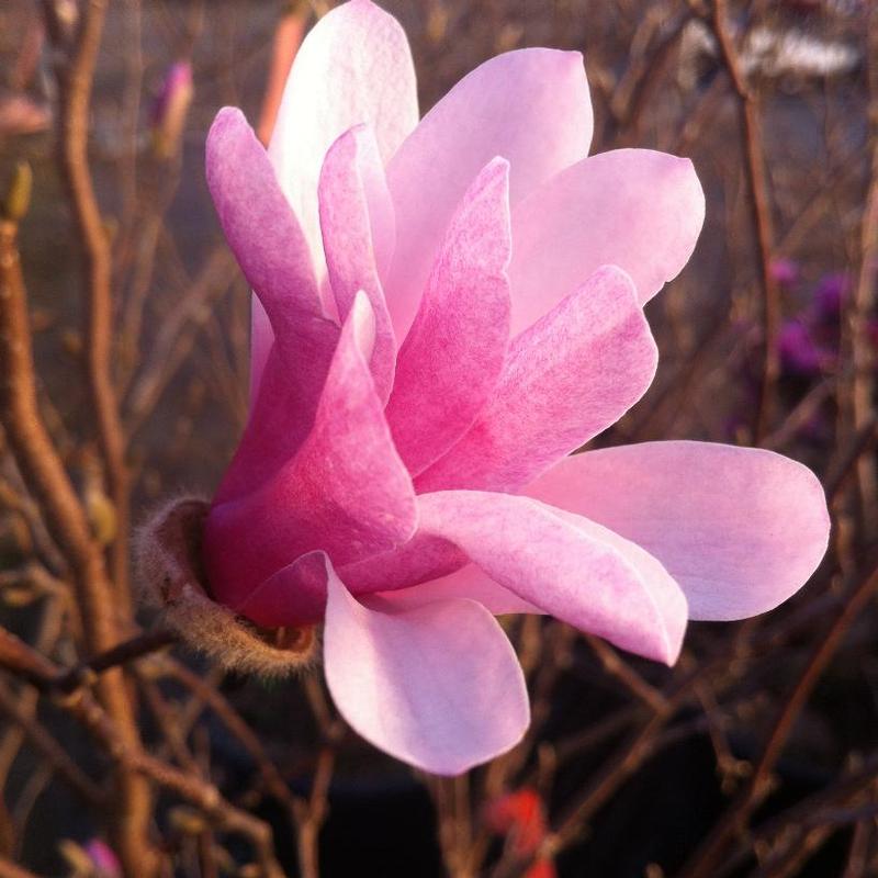 Magnolia x loebneri Leonard Messel