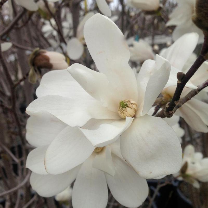 Magnolia x loebneri Merrill