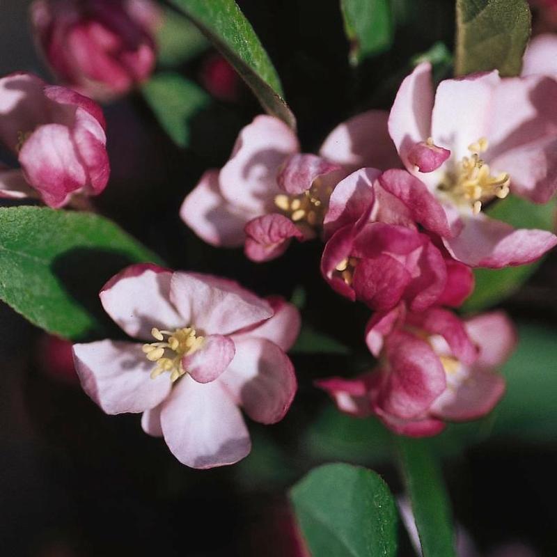 Malus Coralcole