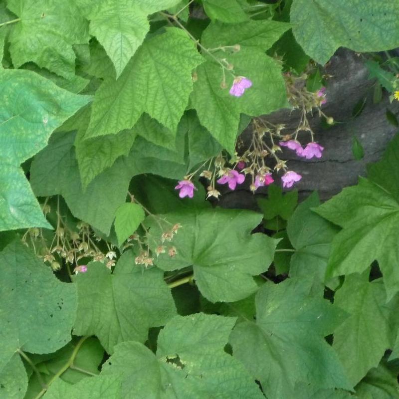 Rubus odoratus 