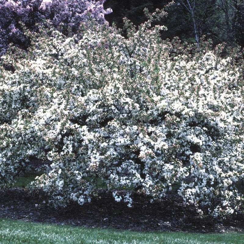 Malus sargentii 