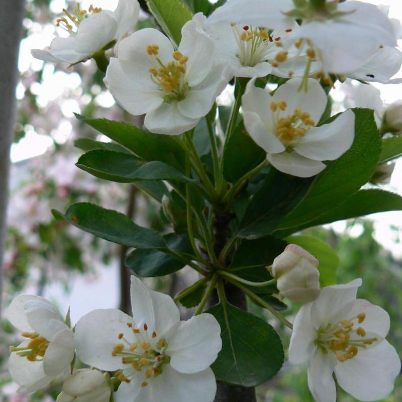 Malus sargentii Rosea