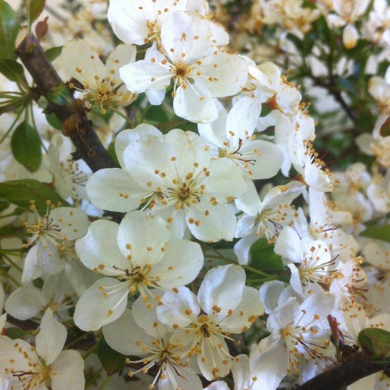 Malus sargentii Tina