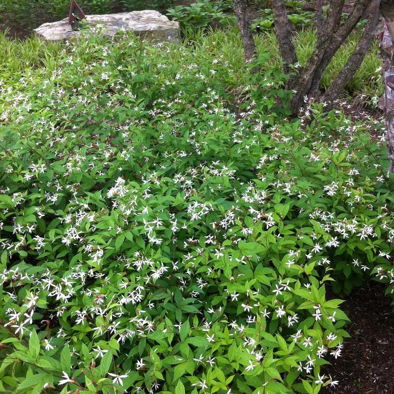 Gillenia trifoliata 