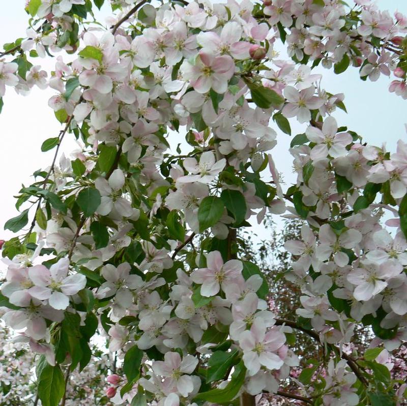 Malus scheideckeri Red Jade