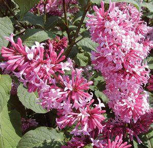 Syringa x prestoniae Preston Lilac Miss Canada