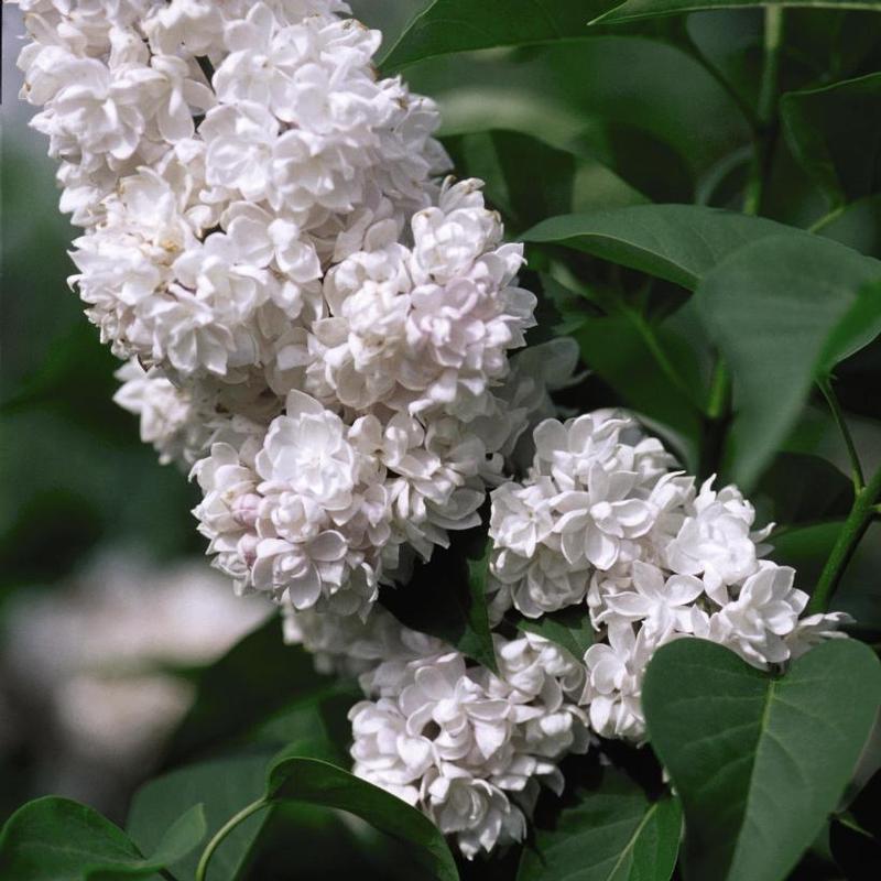 Syringa x vulgaris Beauty of Moscow