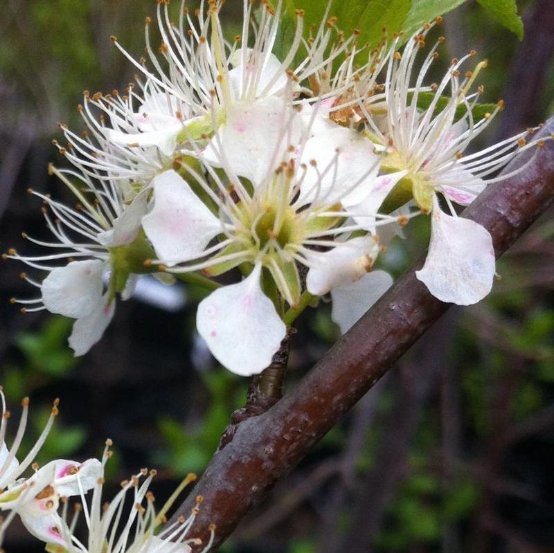 Prunus americana 