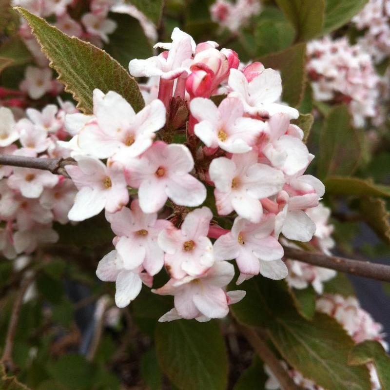 Viburnum carlesii 