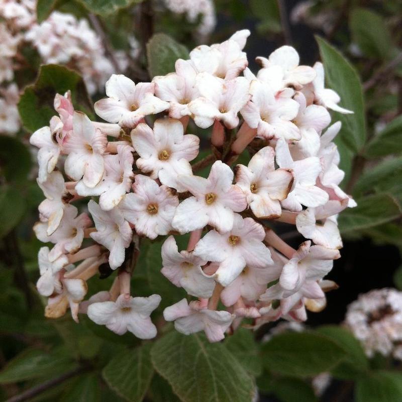 Viburnum x juddii 