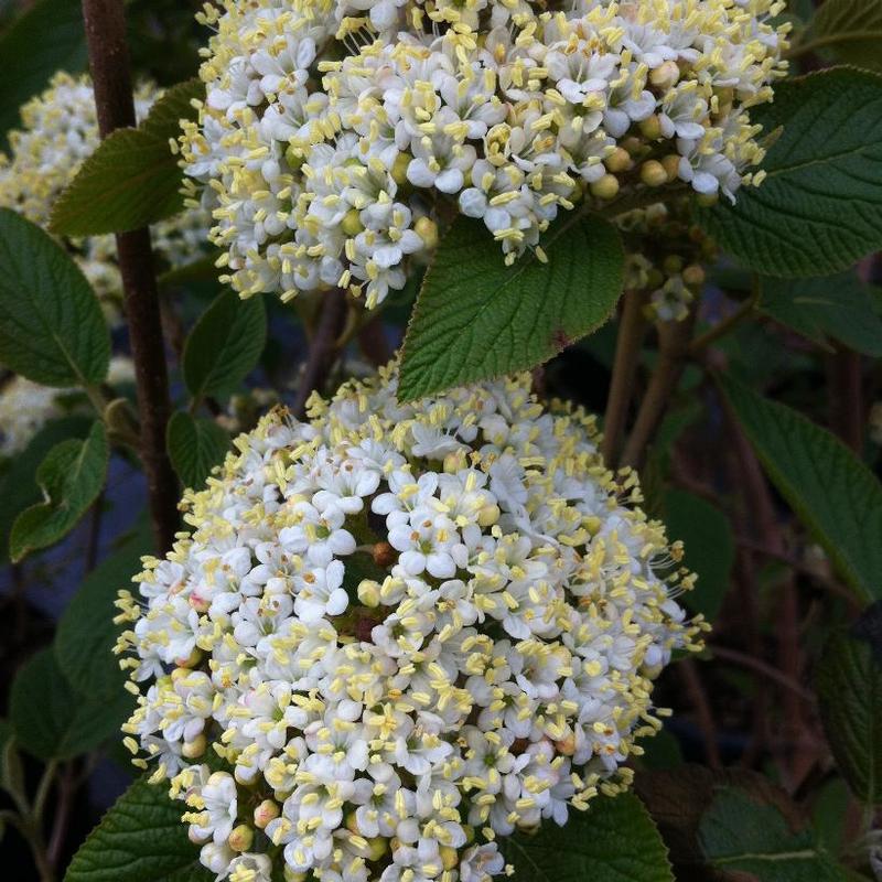 Viburnum lantana Mohican