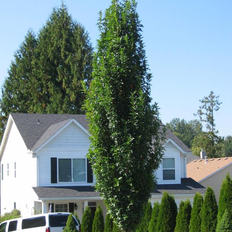 Quercus palustris Pringreen