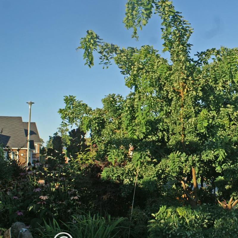 Robinia pseudoacacia Lace Lady