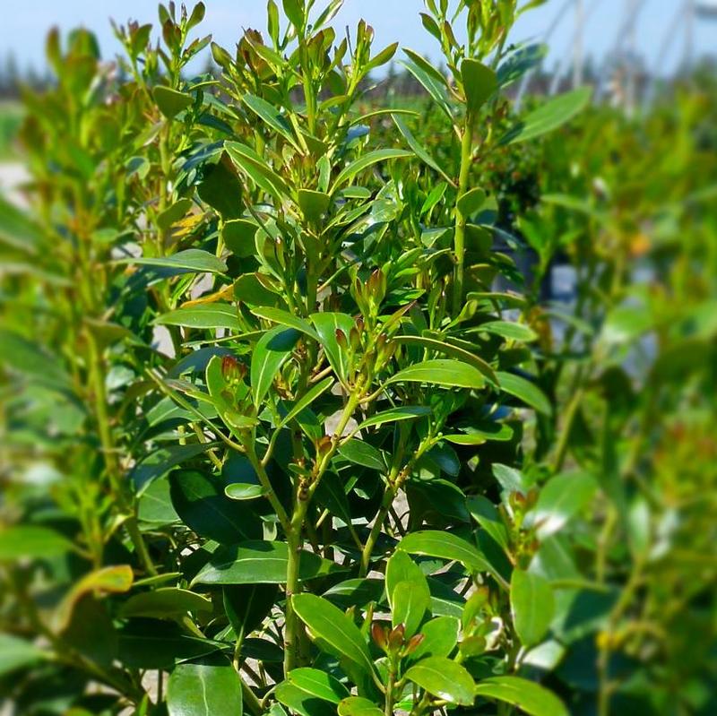 Ilex glabra Compacta