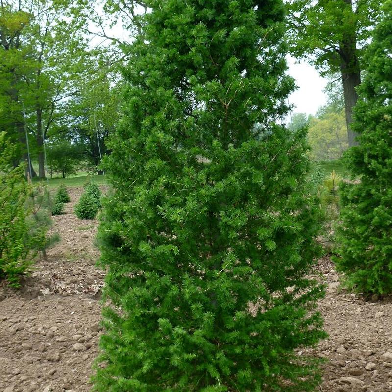 Larix decidua 