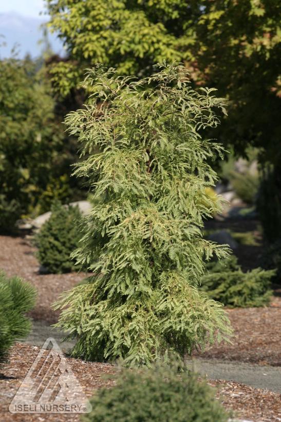 Metasequoia glyptostroboides Miss Grace