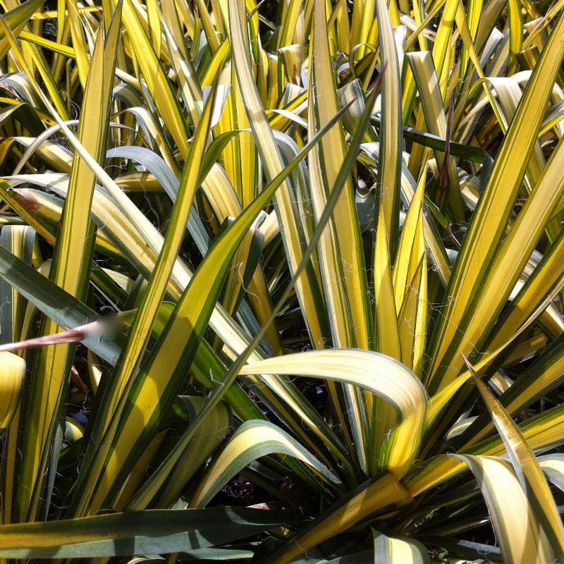 Yucca filifera Golden Sword