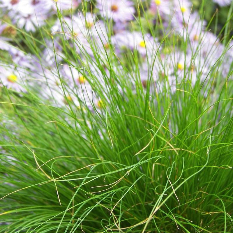 Carex eburnea 