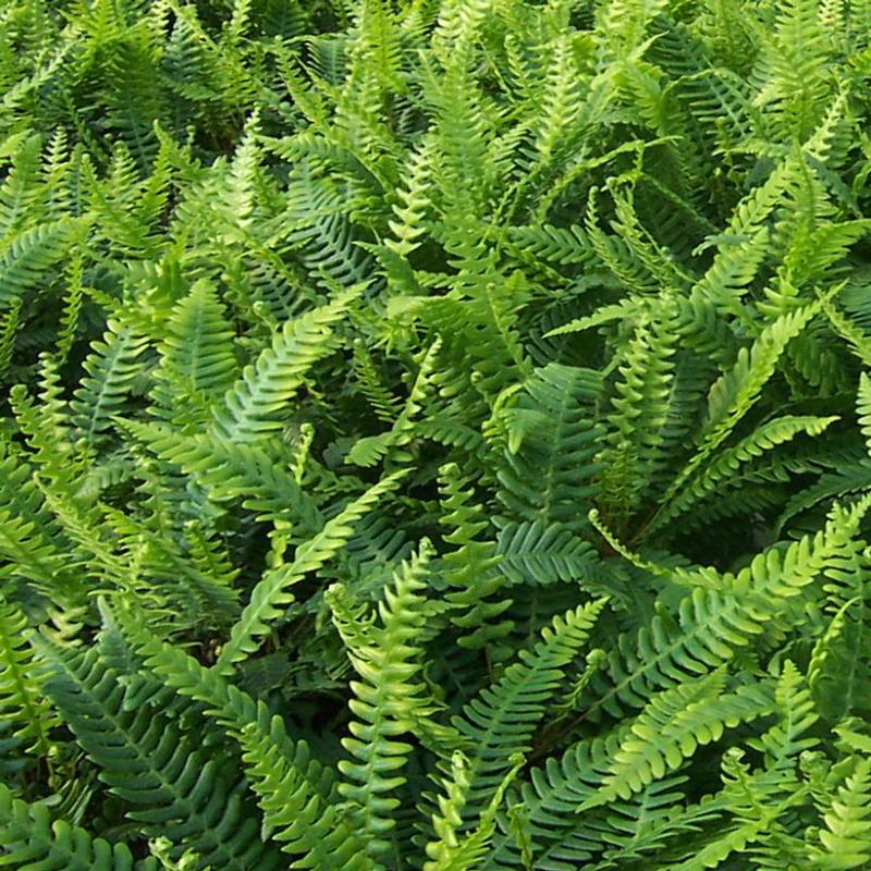 Blechnum spicant 