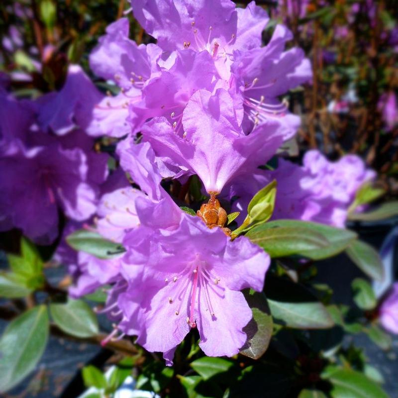 Rhododendron P.J.M. Compact