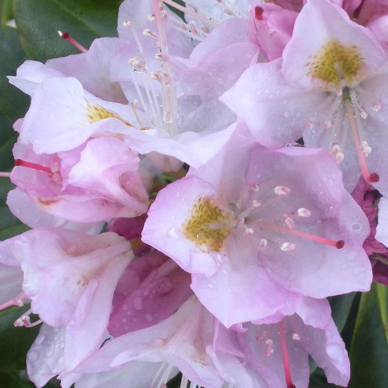 Rhododendron catawbiense Album