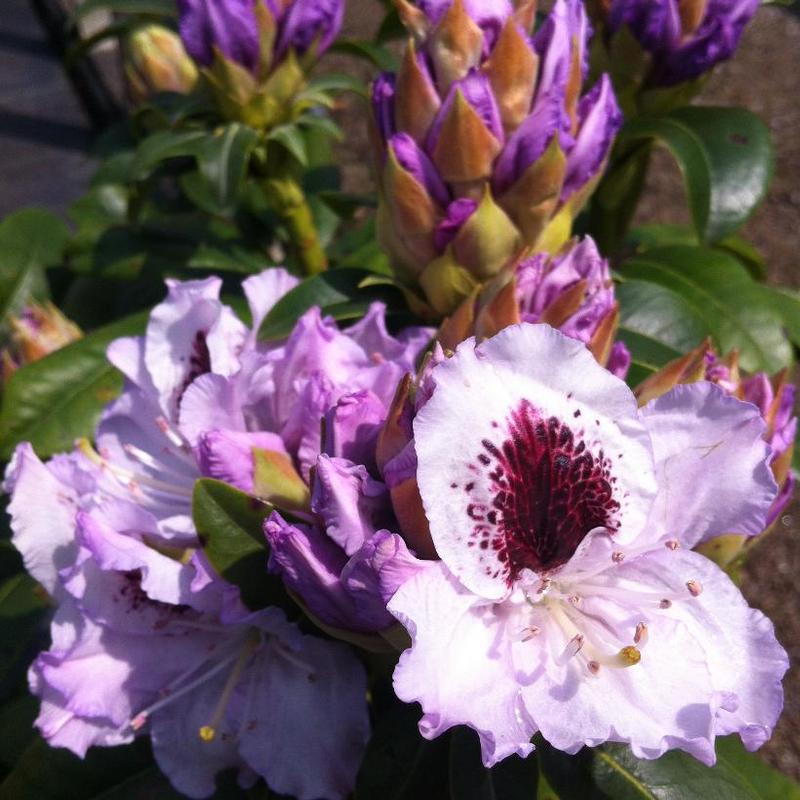 Rhododendron Blue Peter