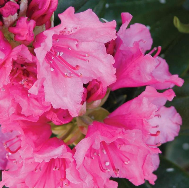 Rhododendron Haaga