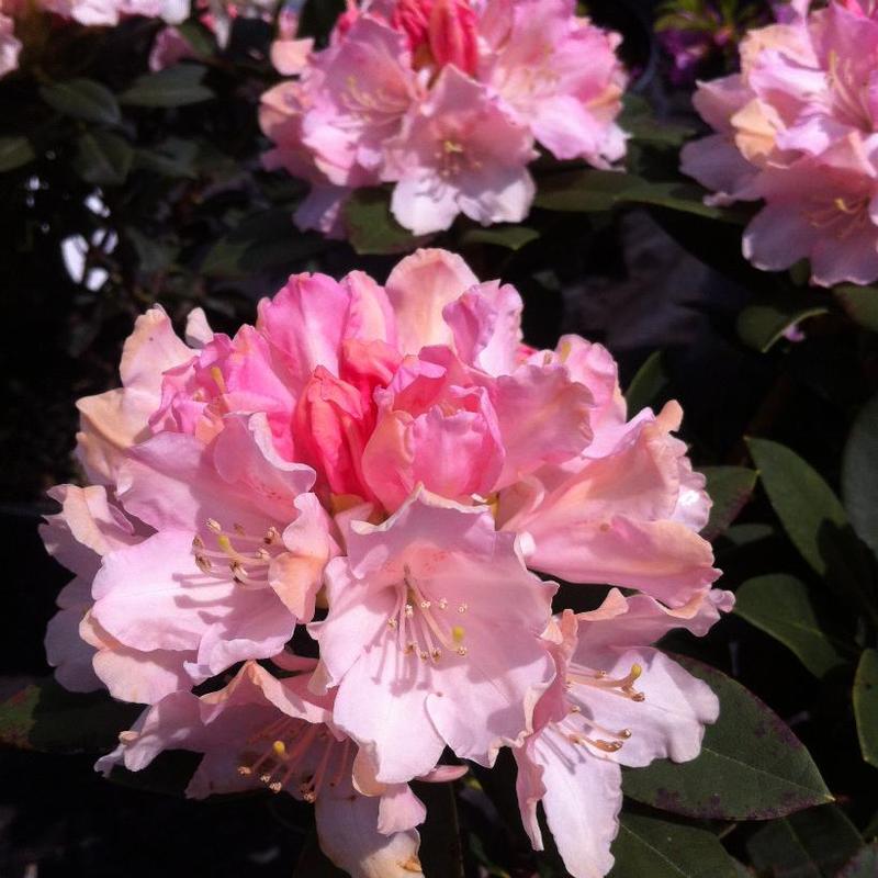 Rhododendron Dreamland