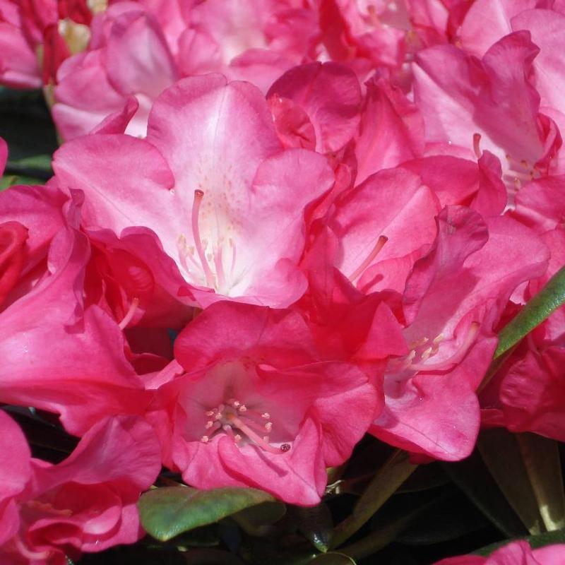 Rhododendron Fantastica