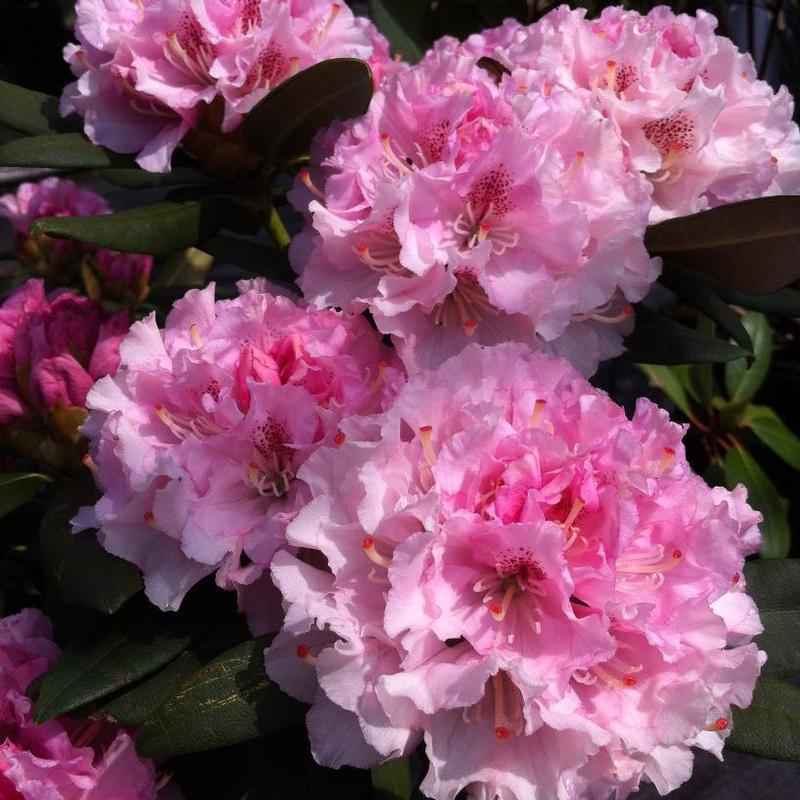 Rhododendron Ingrid Mehliquist