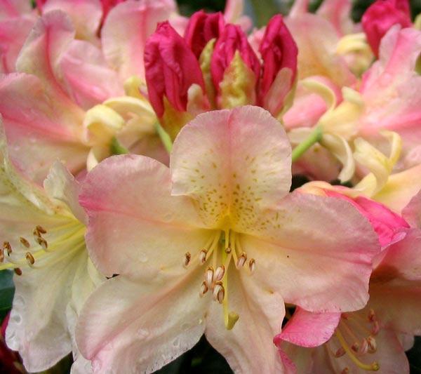 Rhododendron Percy Wiseman