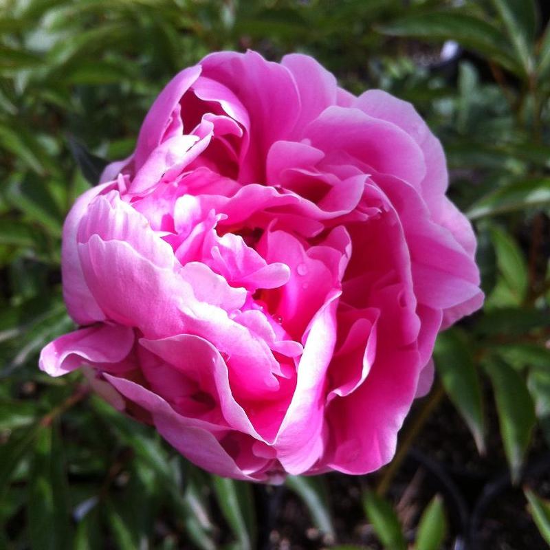 Paeonia 'Sarah Bernhardt' Peony From Antheia Gardens