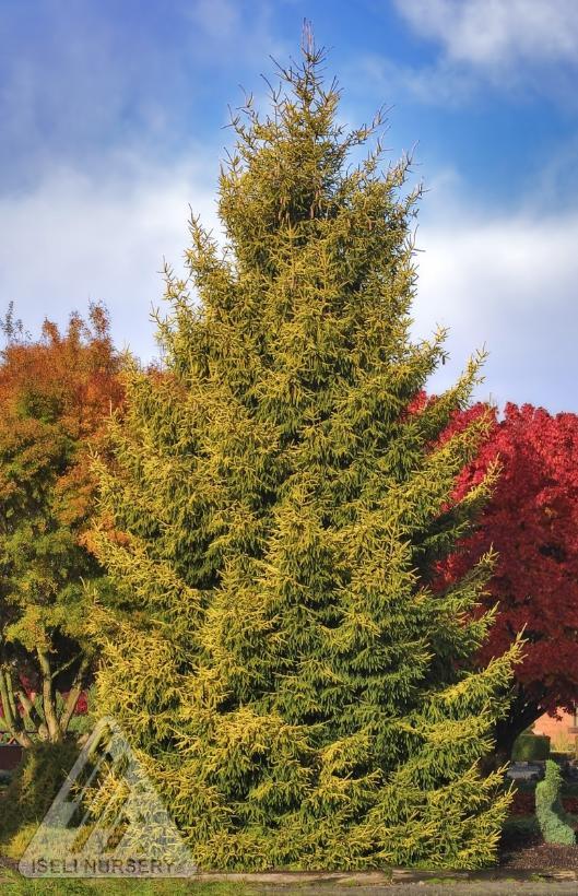 Picea orientalis Skylands