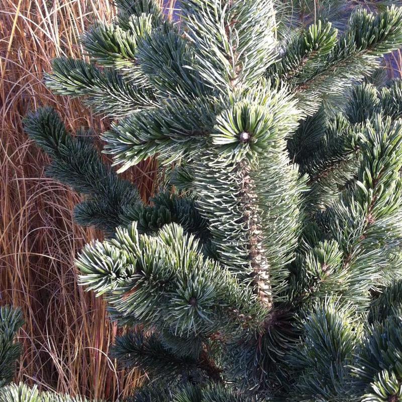 Pinus aristata 