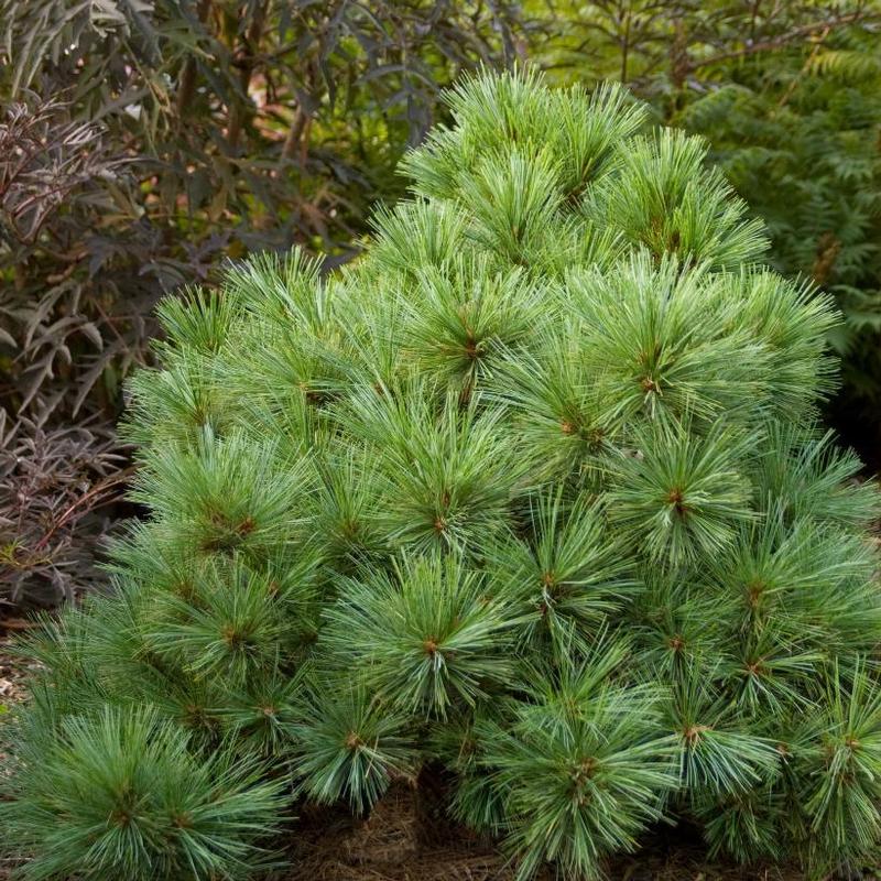 Pinus strobus Blue Shag