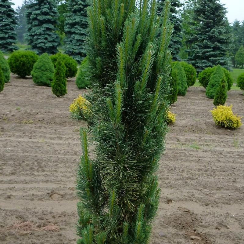 Pinus sylvestris Fastigiata