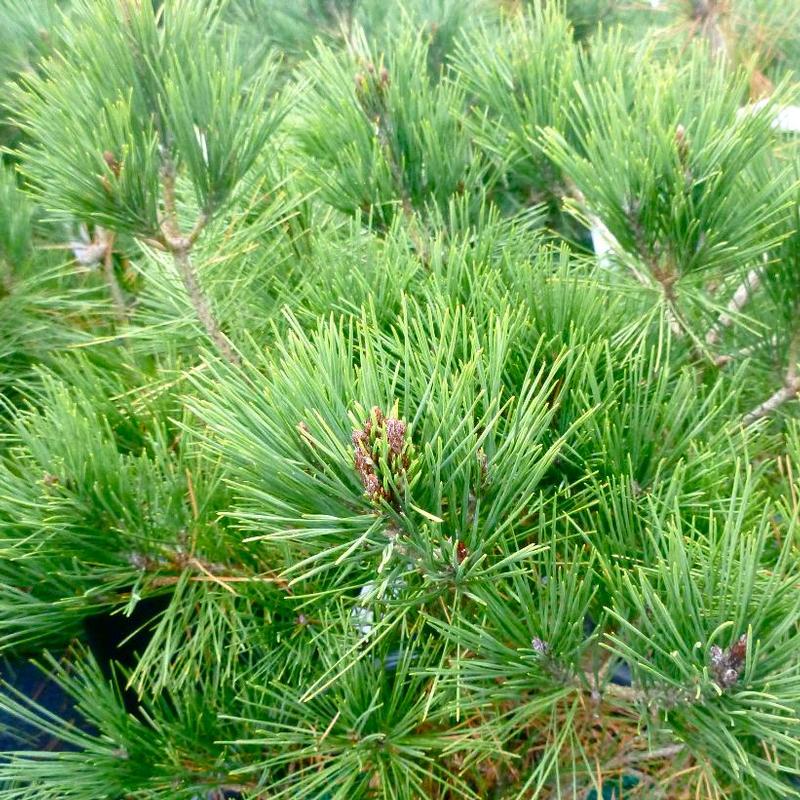 Pinus sylvestris Pygmaea