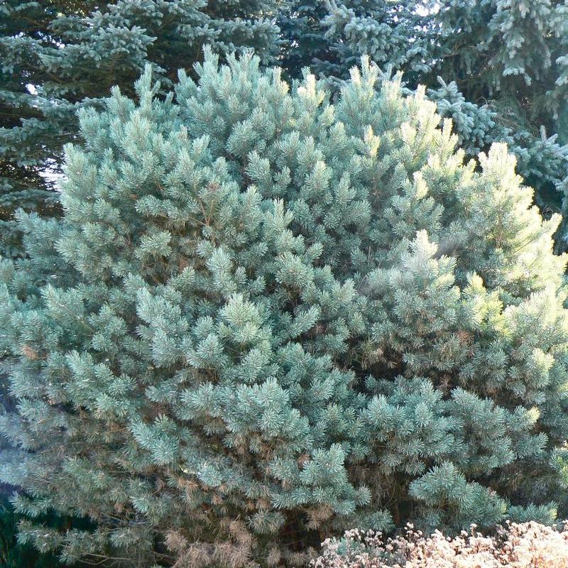 Pinus Sylvestris Watereri Dwarf Scots Pine From Antheia Gardens