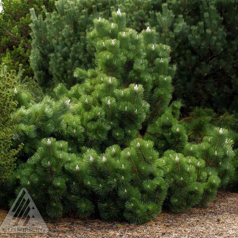 Pinus thunbergii Thunderhead