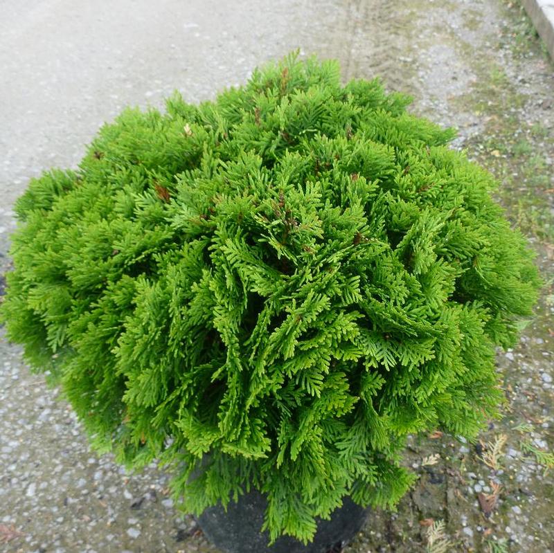 Thuja occidentalis 'Danica' Danica Cedar from Antheia Gardens