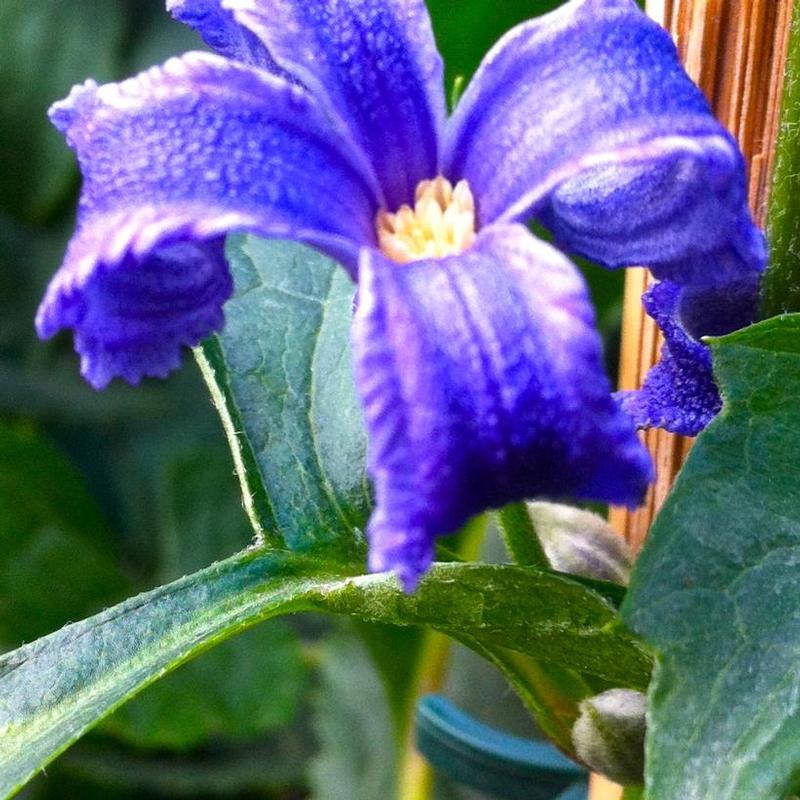 Clematis heracleifolia 