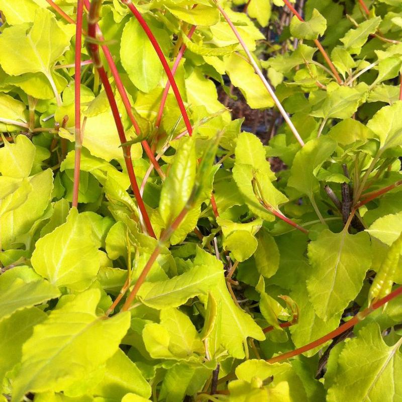 Fallopia baldschuanica Acofal